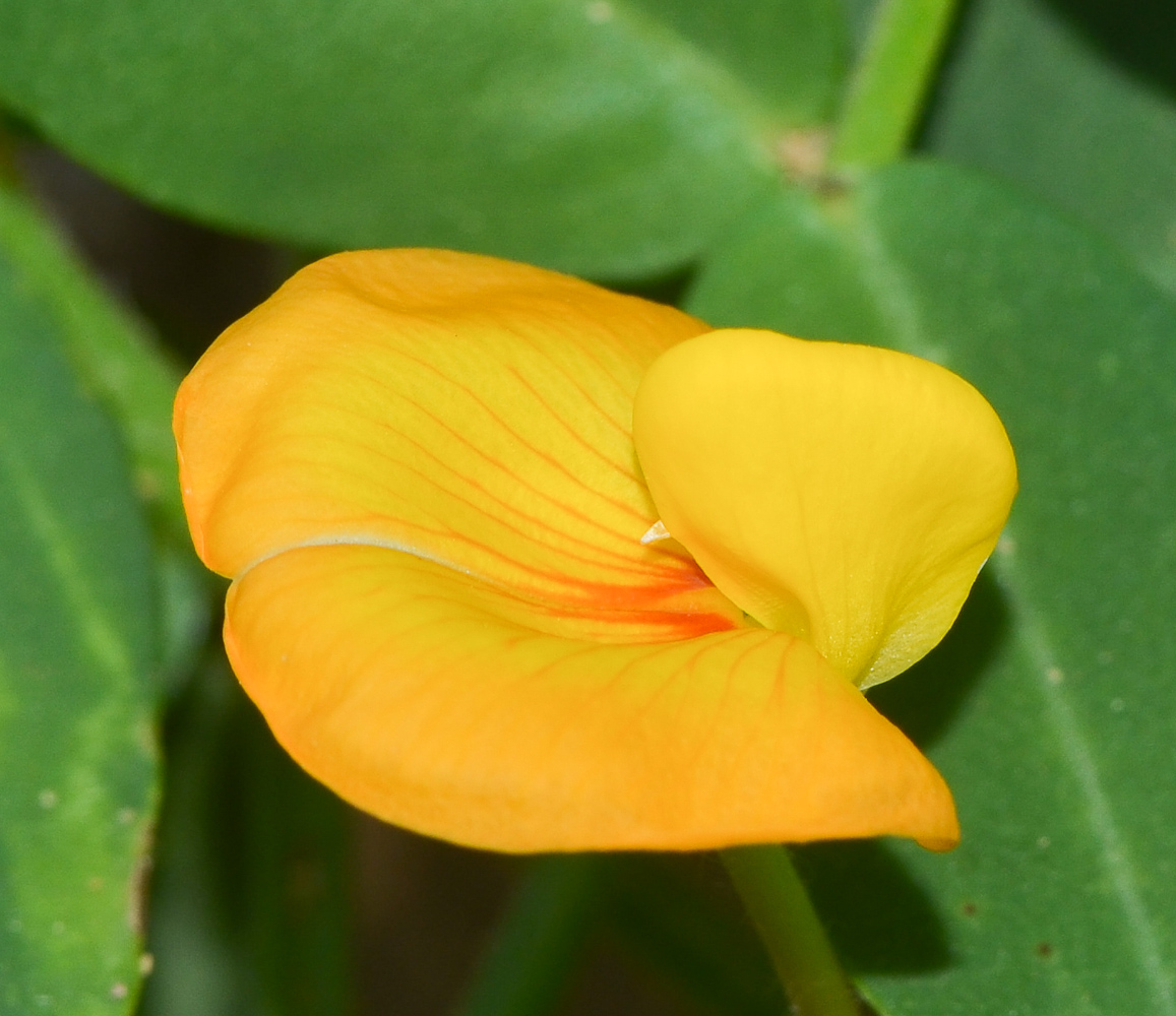 Изображение особи Arachis hypogaea.