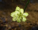 Caltha palustris