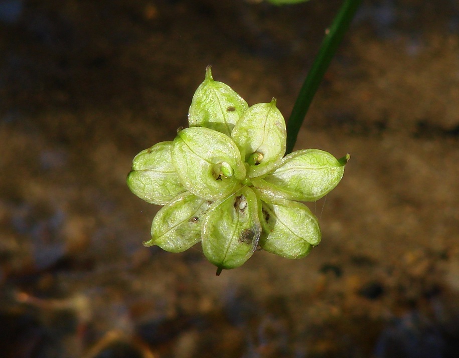 Изображение особи Caltha palustris.