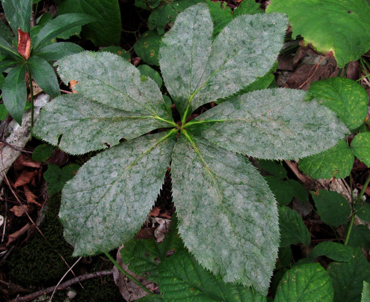 Image of Helleborus caucasicus specimen.