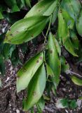 Ruscus colchicus