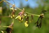 Thalictrum simplex. Цветки. Новгородская обл., Боровичский р-н, 1,5 км на с.-в. от дер. Папорть, луг между безымянным озером и редколесьем. 04.07.2015.