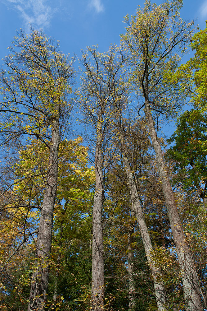 Image of Tilia cordata specimen.
