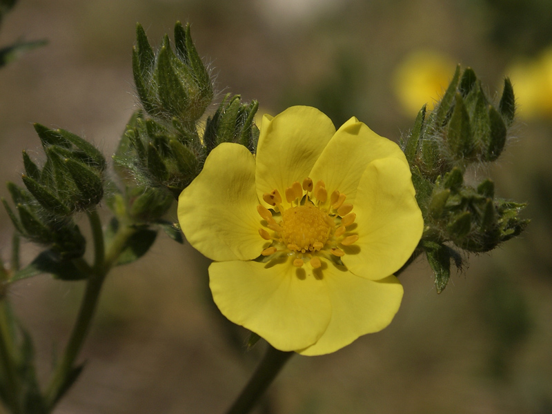 Image of Potentilla pedata specimen.