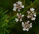 Coriandrum sativum. Соцветия. Московская обл., Раменский р-н, окр. дер. Хрипань, садовый участок. 01.08.2015.