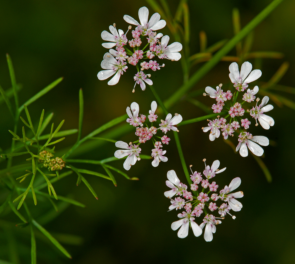 Изображение особи Coriandrum sativum.