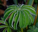 Lupinus × regalis. Лист в утренней росе. Московская обл., Раменский р-н, окр. дер. Хрипань, садовый участок. 07.08.2015.