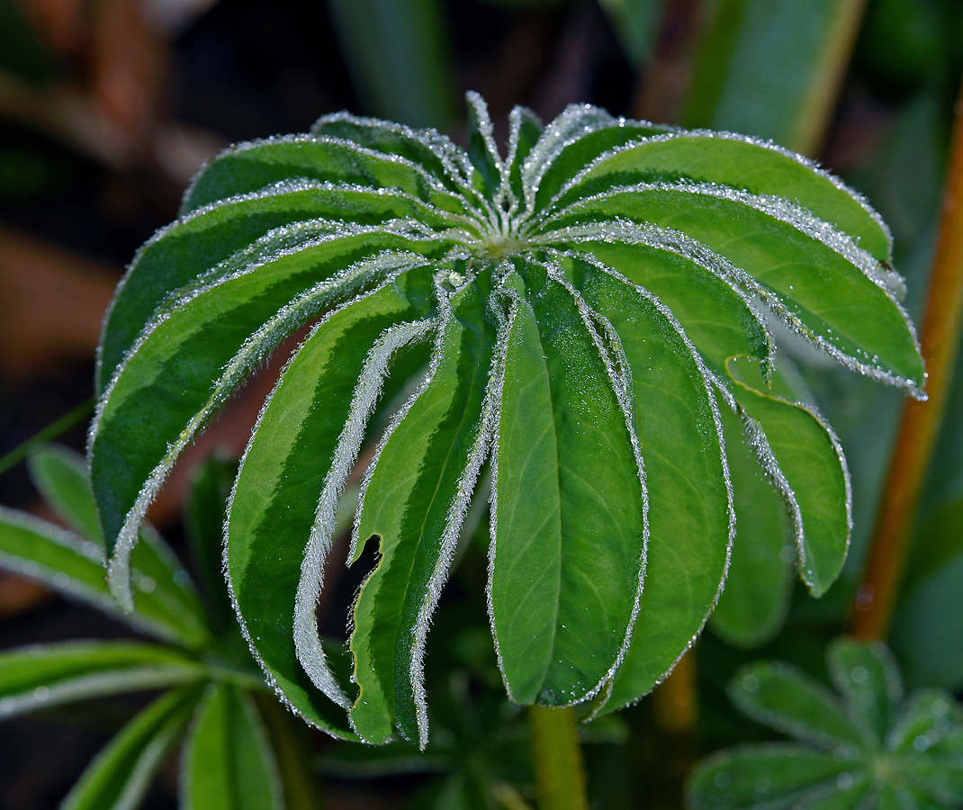 Изображение особи Lupinus &times; regalis.