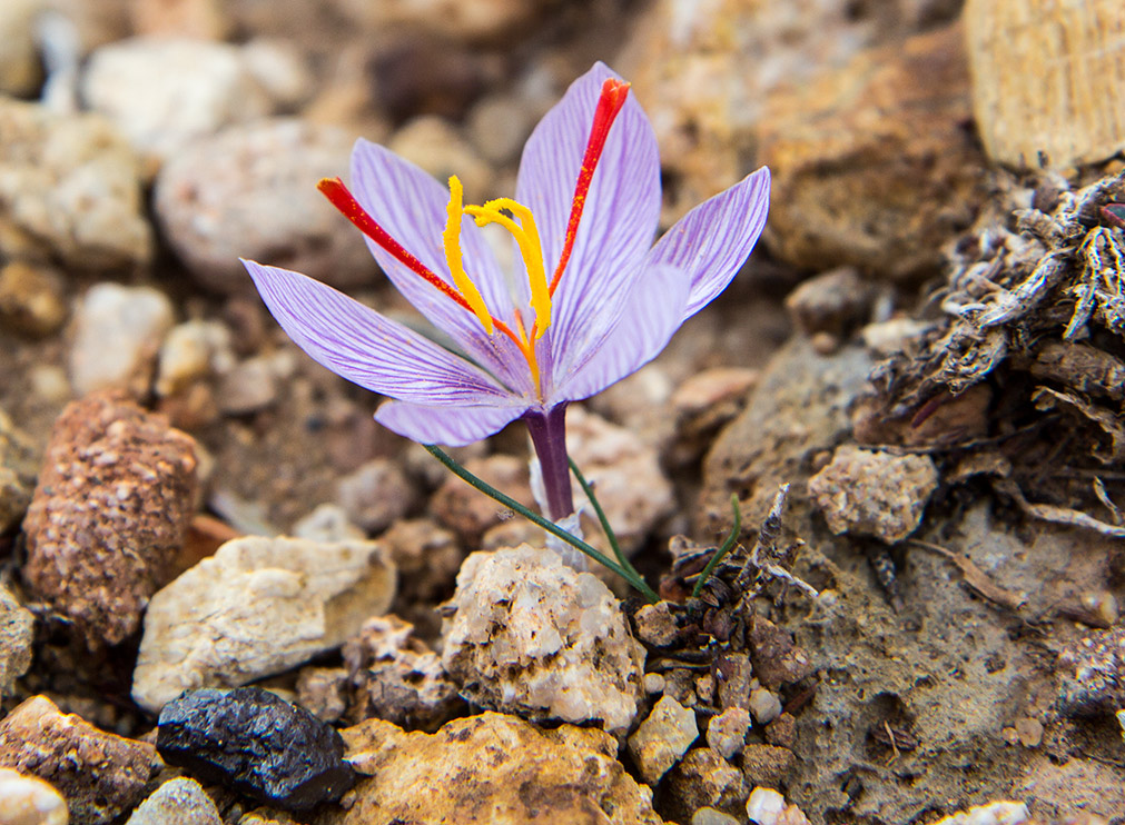 Изображение особи Crocus cartwrightianus.