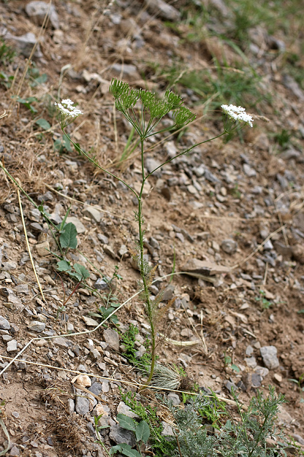 Изображение особи Oedibasis platycarpa.