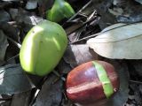 Castanospermum australe