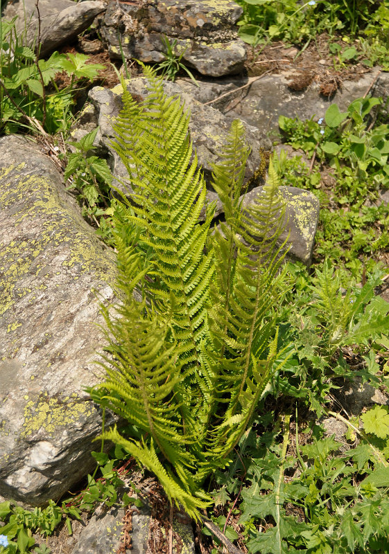 Изображение особи Dryopteris oreades.