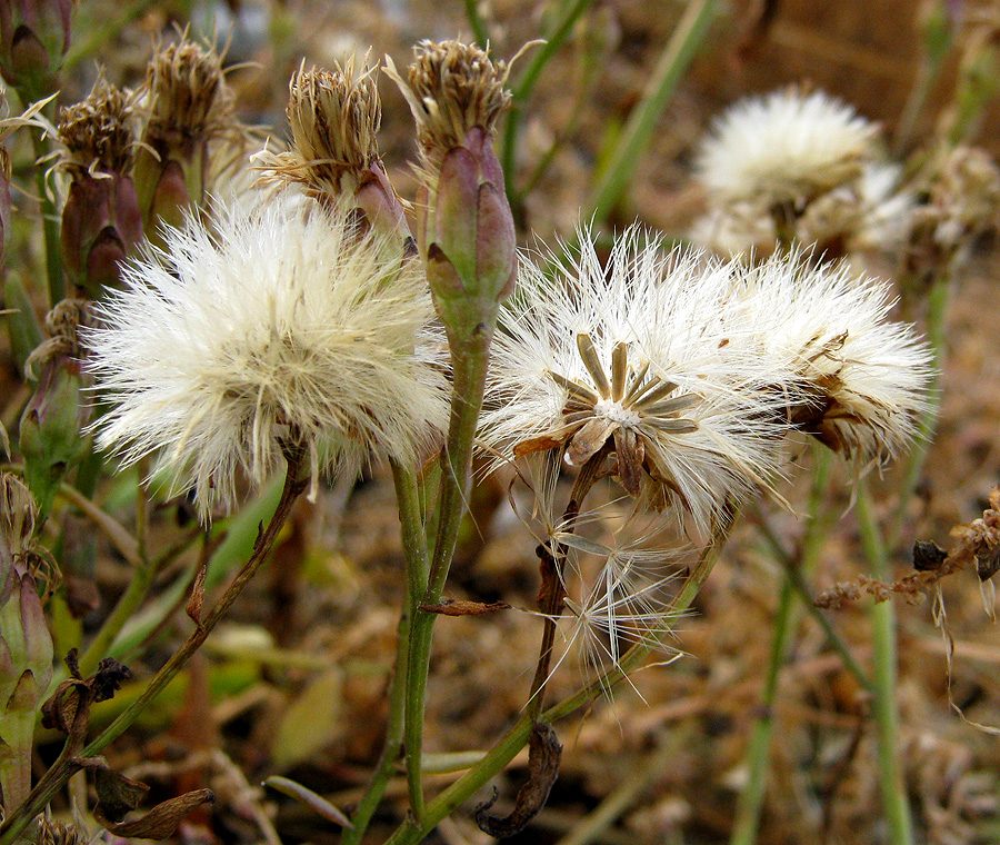 Image of Tripolium pannonicum specimen.