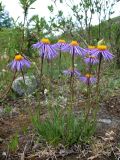 Aster serpentimontanus