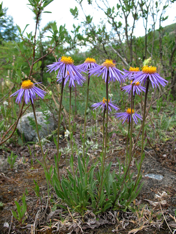 Изображение особи Aster serpentimontanus.