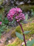 Hylotelephium triphyllum. Верхушка расцветающего растения с кормящимися мухами. Свердловская обл., окр. г. Североуральск, скалы Три Брата. 15.08.2014.