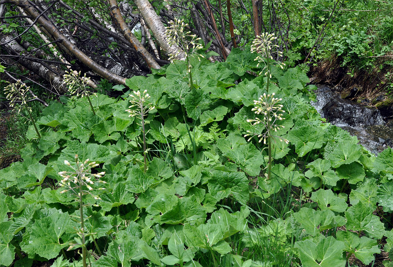 Image of Petasites albus specimen.
