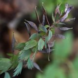 Corydalis solida