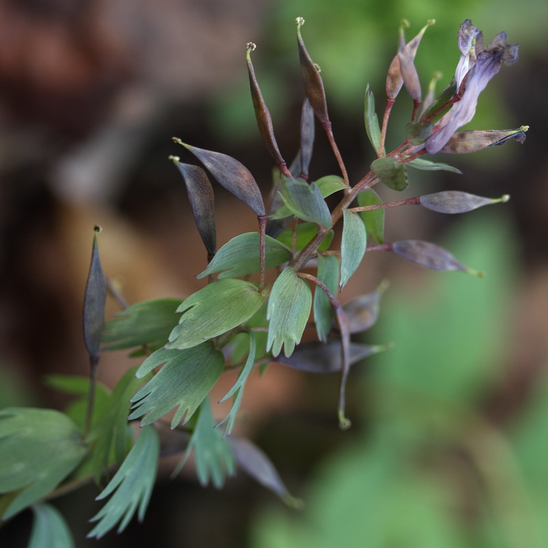 Image of Corydalis solida specimen.