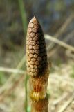Equisetum sylvaticum. Верхушка побега со стробилом. Новгородская обл., г. Боровичи, Бобровские горы, луговая низина. 06.05.2015.
