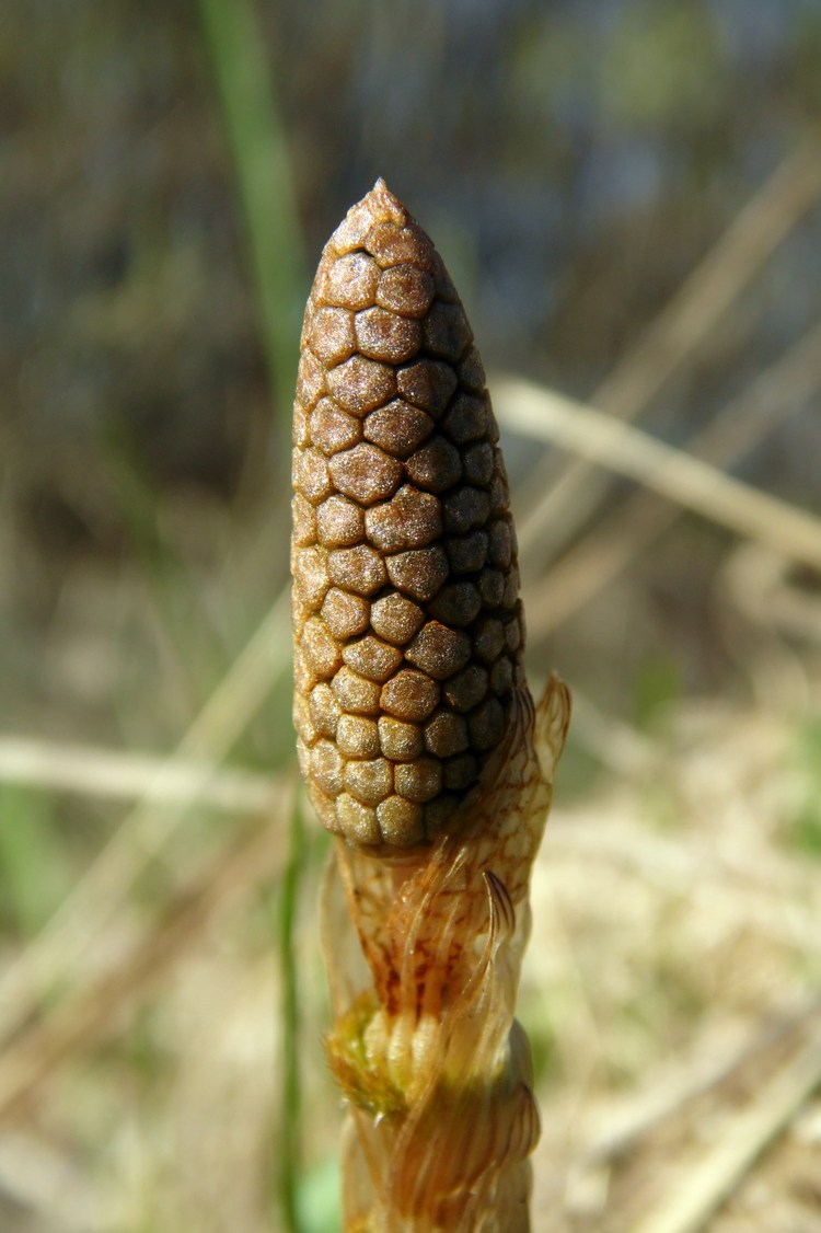 Image of Equisetum sylvaticum specimen.