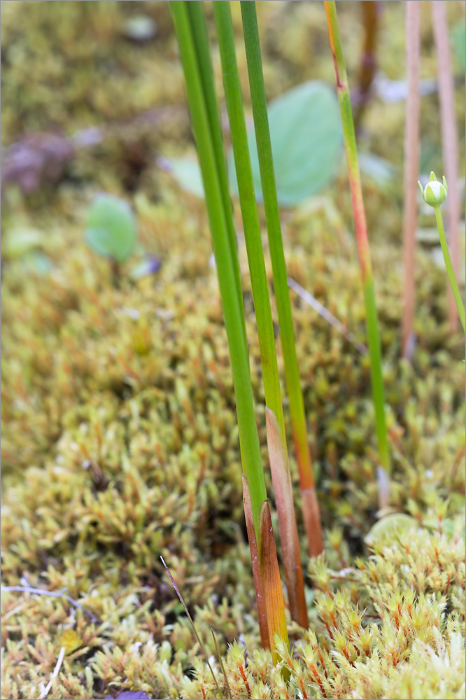 Изображение особи Juncus arcticus.