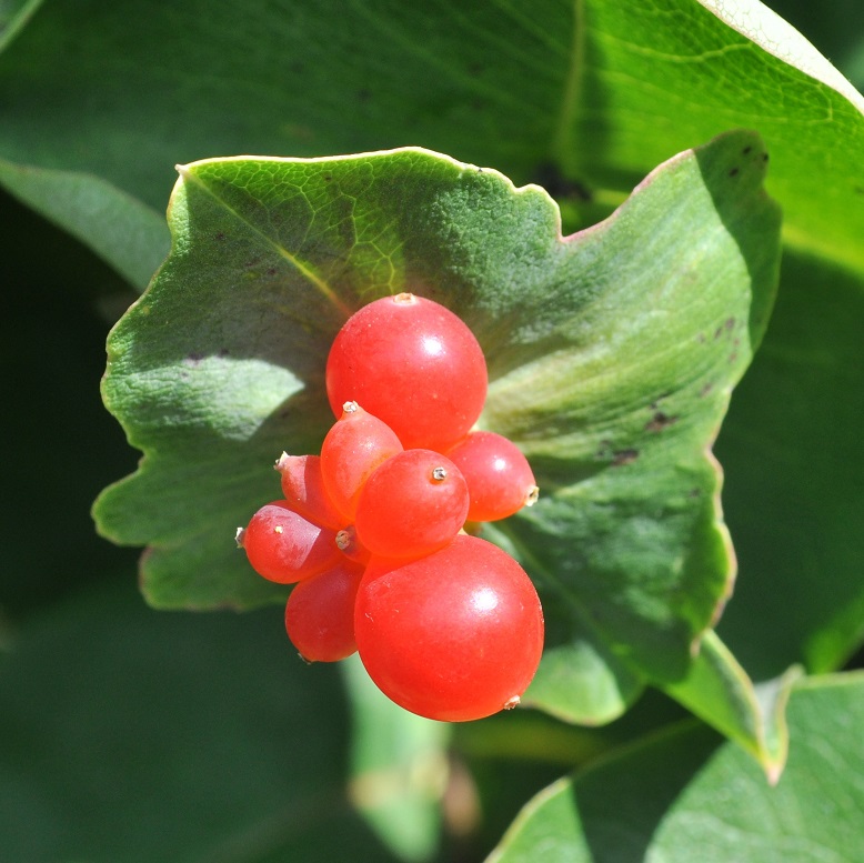 Image of Lonicera prolifera specimen.