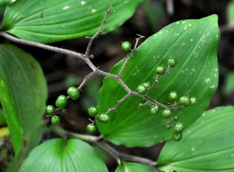 Image of Smilacina hirta specimen.