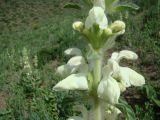 Phlomoides pulchra