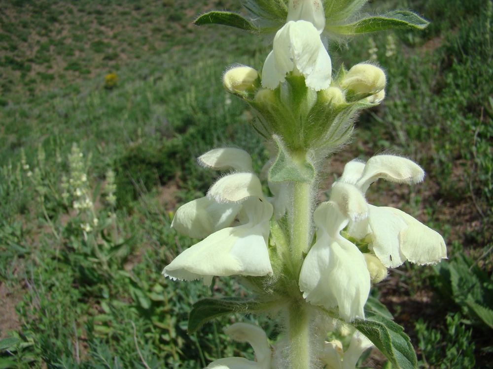 Image of Phlomoides pulchra specimen.