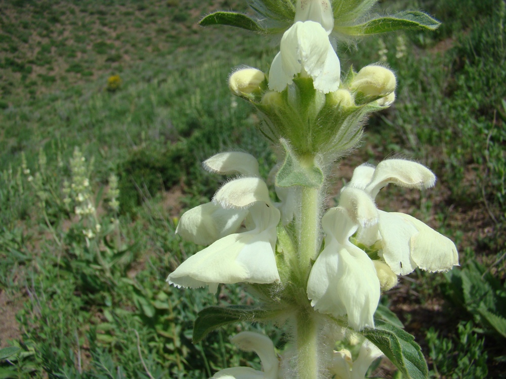 Изображение особи Phlomoides pulchra.