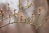 Amygdalus communis