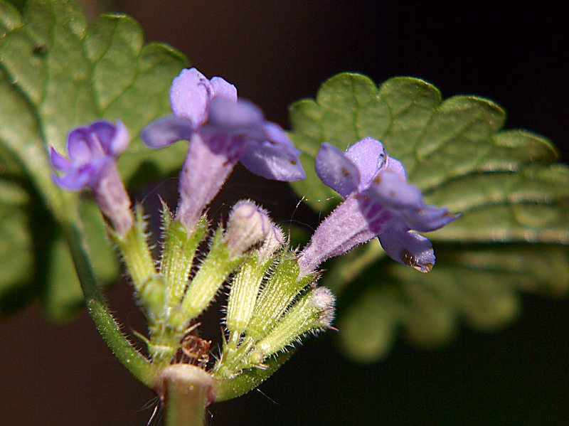 Изображение особи Glechoma hederacea.