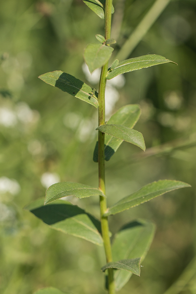 Изображение особи Inula aspera.