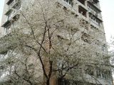 genus Cerasus