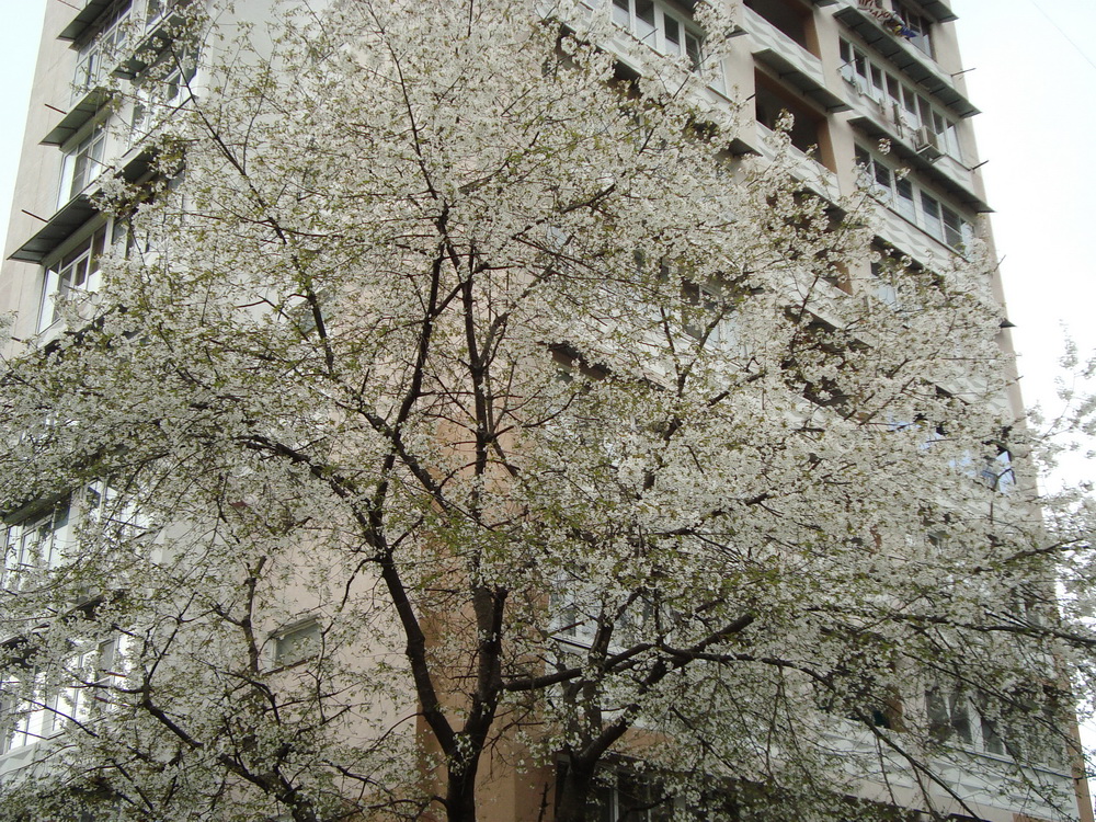 Image of genus Cerasus specimen.