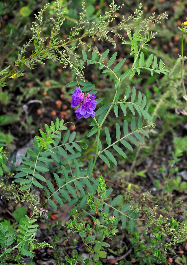 Изображение особи Vicia amoena.