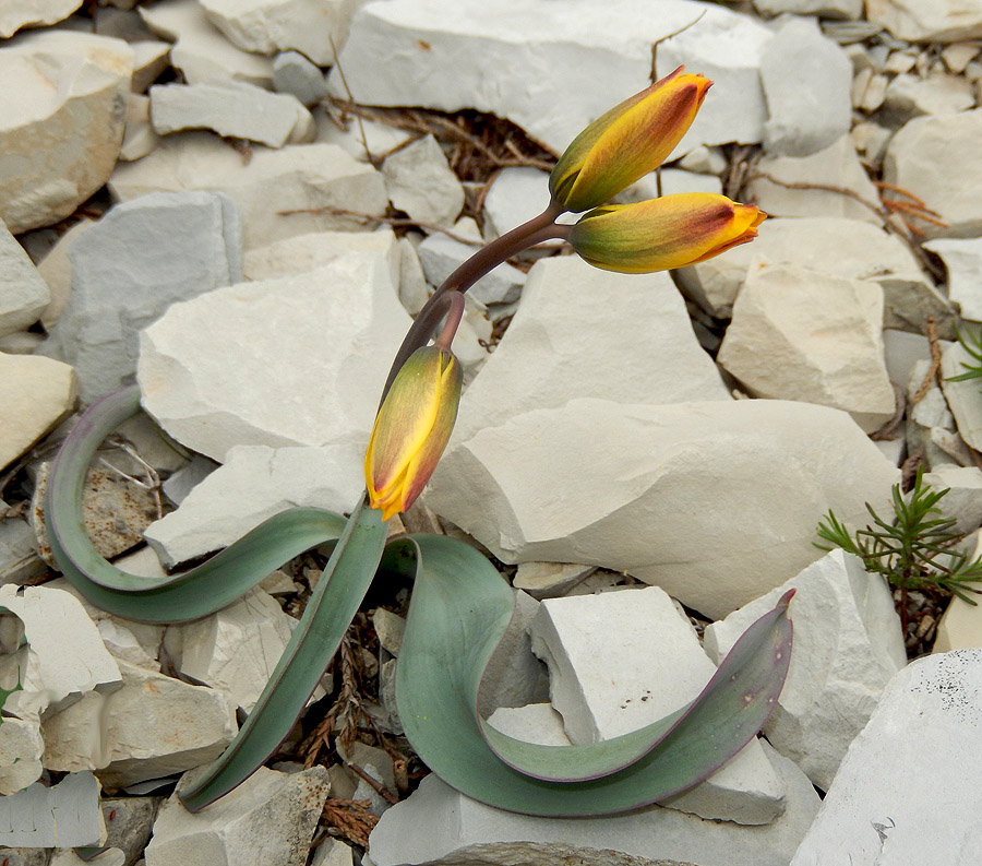 Image of Tulipa australis specimen.