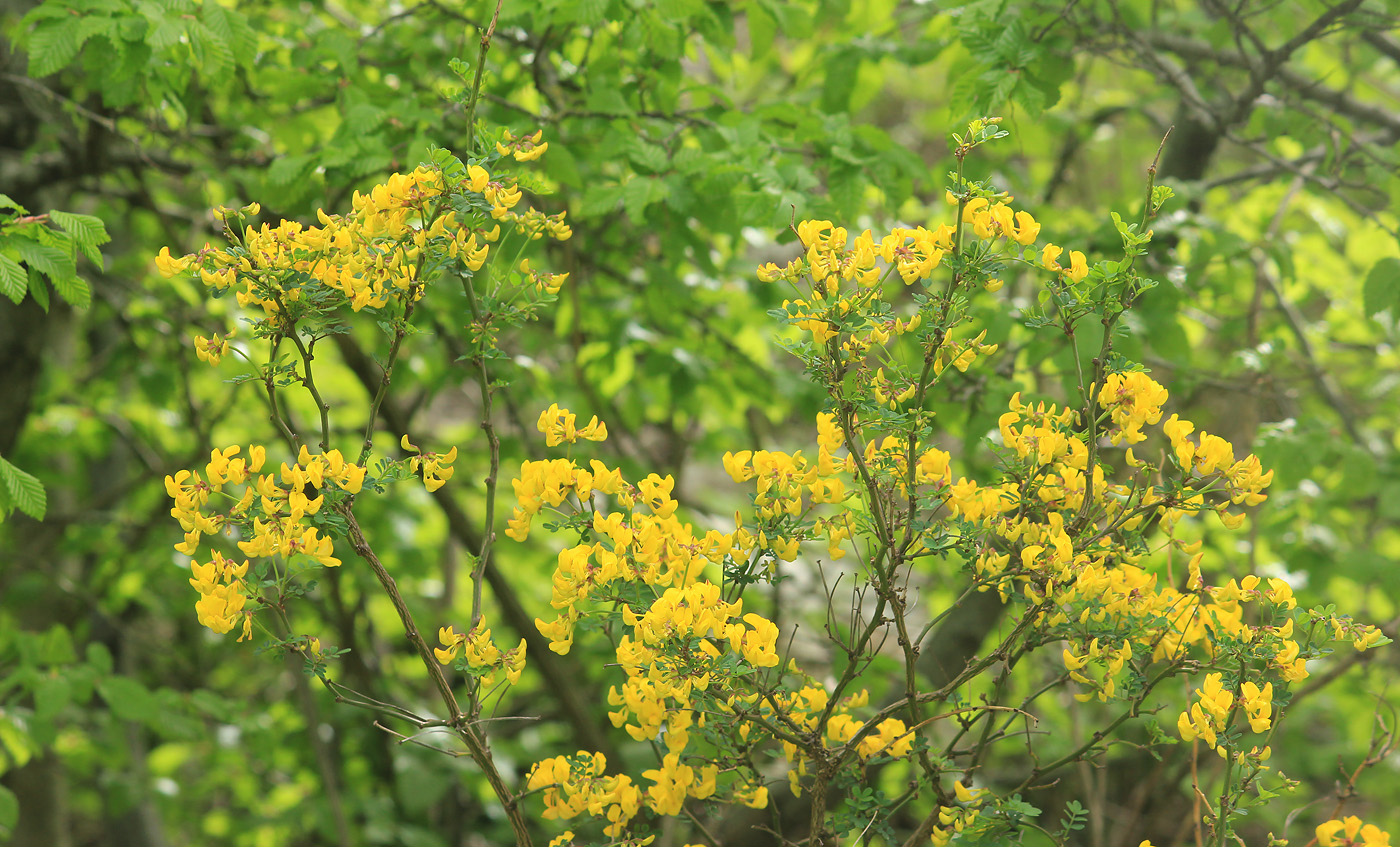 Изображение особи Hippocrepis emeroides.