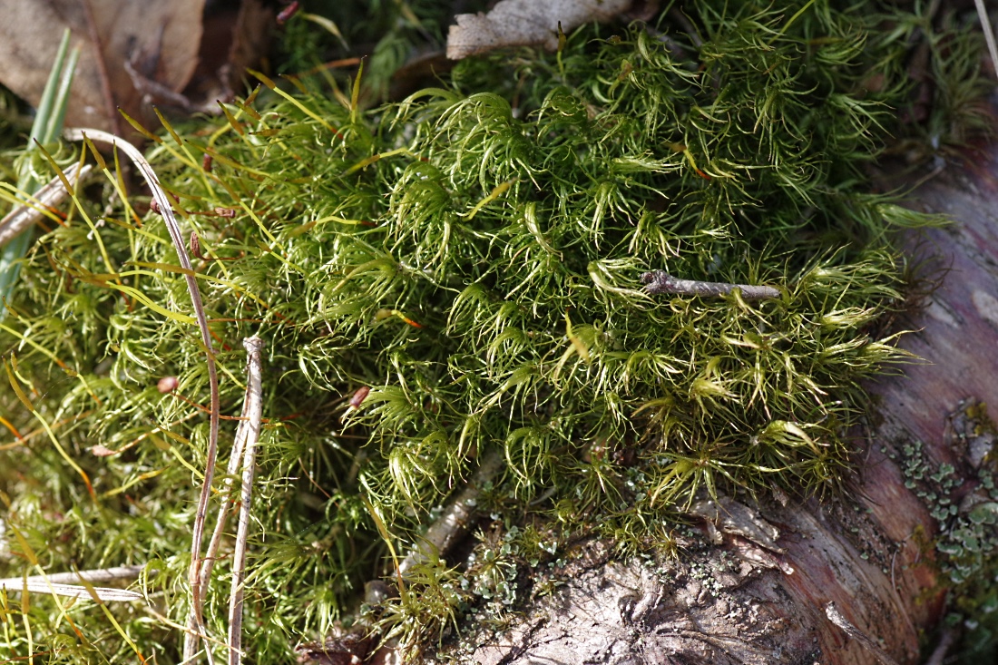 Image of Dicranum scoparium specimen.