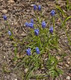 Muscari neglectum