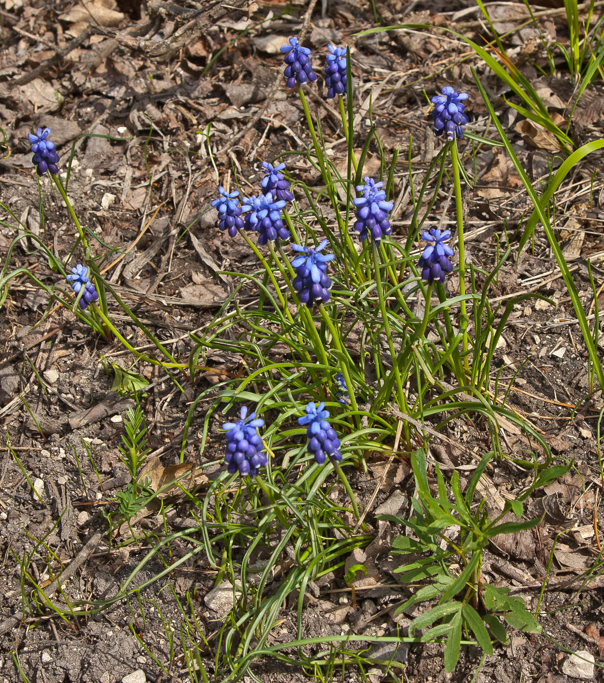 Изображение особи Muscari neglectum.