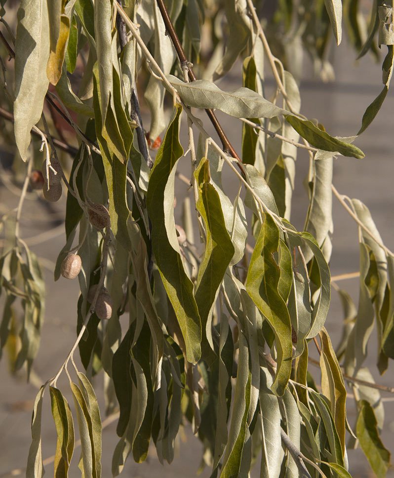 Image of Elaeagnus oxycarpa specimen.