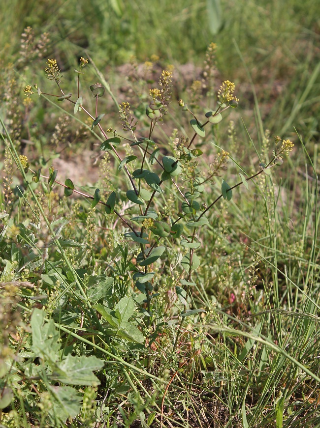 Изображение особи Lepidium perfoliatum.