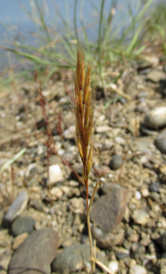 Изображение особи Gaudinopsis macra.