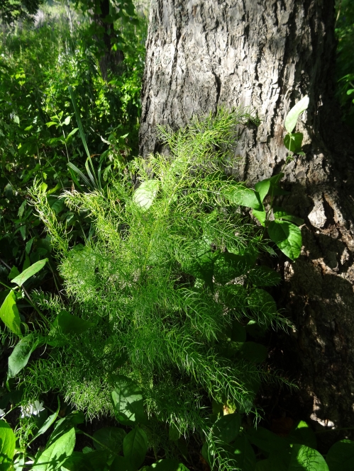 Изображение особи Asparagus schoberioides.