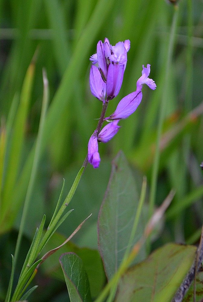 Image of Polygala major specimen.