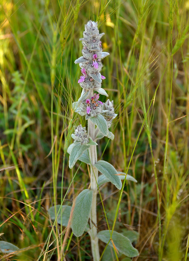 Image of Stachys cretica specimen.