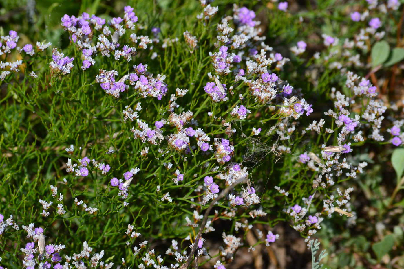 Изображение особи Limonium caspium.