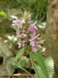 Betonica officinalis